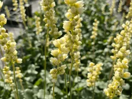 zurawka-schneewittchen-biale-kwiaty-bylina-do-ogrodu-sadzonka-p9