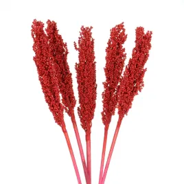 suszone-sorgo-czerwone-5-szt-suszki-do-wazonu