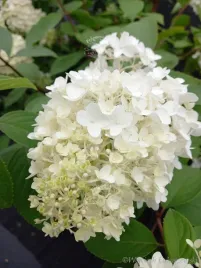 hortensja-bukietowa-lammetje-piekne-przebarwienie