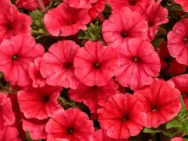 surfinia-vista-mini-coral-koralowe-kwiaty-na-balkon-i-taras-sadzonka-p9