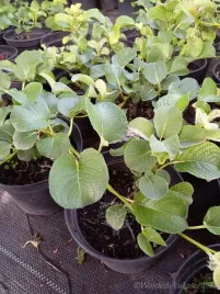 wierzba-plozaca-unikalna-roslina-rzadkosc-bonsai