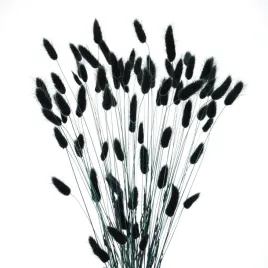 suszony-dmuszek-jajowaty-czarny-lagurus-60-szt