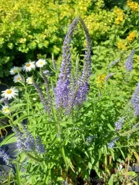 przetacznik-siwy-na-skalniak-i-skarpy