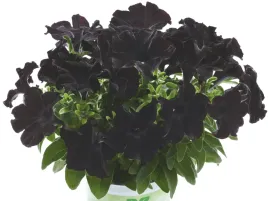 petunia-surfinia-back-to-black-czarne-kwiaty-na-balkony-i-tarasy-sadzonka-p