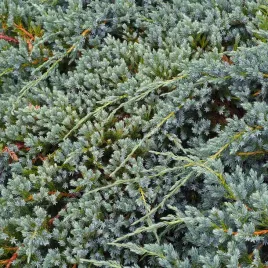 jalowiec-plozacy-icee-blue-sadzonki-niebieski-dywan-okrywowy-zadarniajac