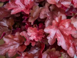 zurawka-czerwone-liscie-world-caffe-vienna-kolorowa-bylina-sadzonka-p9