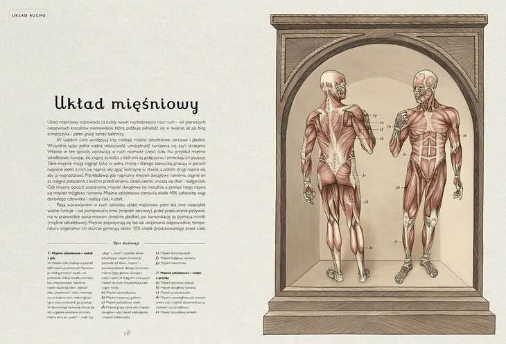 anatomicum-muzeum-anatomii