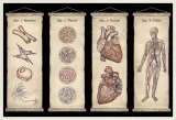 anatomicum-muzeum-anatomii