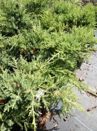 jalowiec-posredni-mordigan-gold-skalniak-skarpy