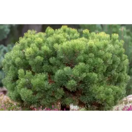 sosna-gorska-pinus-mugo-var-mughus
