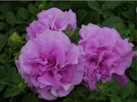 petunia-surfinia-double-lilac-rozowe-kwiaty-lila-na-balkon-sadzonka-p9