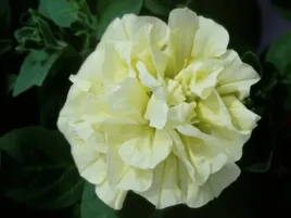 petunia-tumbelina-susanne-surfinia-zolte-pelne-kwiaty-sadzonka-p9