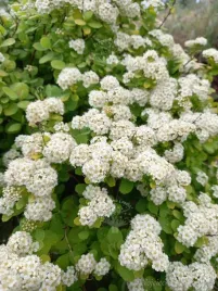 tawula-brzozolistna-tor-gold-okrywowa-zywoplot