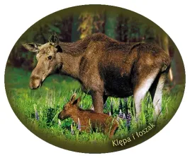 naklejka-klepa-i-loszak-07