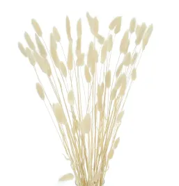 suszony-dmuszek-jajowaty-ecru-lagurus-80-szt