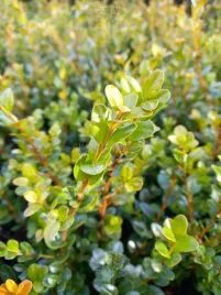 bukszpan-drobnolistny-faulkner-o-kulistym-pokroju