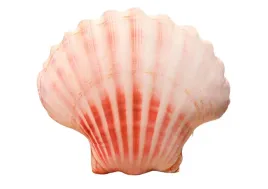 muszelka-pluszowa-muszla-50x40xcm-poduszka-dekoracyjna-rozowa