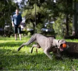 pileczka-dla-psa-waboba-tailwind-stan-nowy