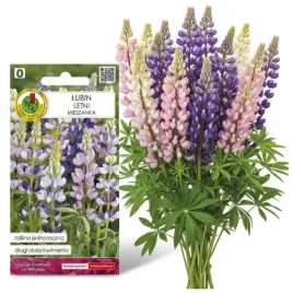 lubin-letni-mieszany-2g-nasiona-piekne-kwiaty