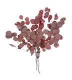 suszony-stabilizowany-eukaliptus-populus-czerwony-bukiet-kod-produktu-euc-023
