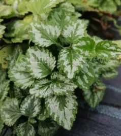 gajowiec-zolty-sadzonka-bylina-okrywowa