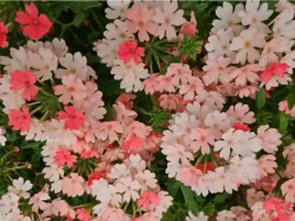 werbena-pomaranczowa-vanessa-vepita-peac-sadzonka-p9-kwiaty-na-balkon-i-ta