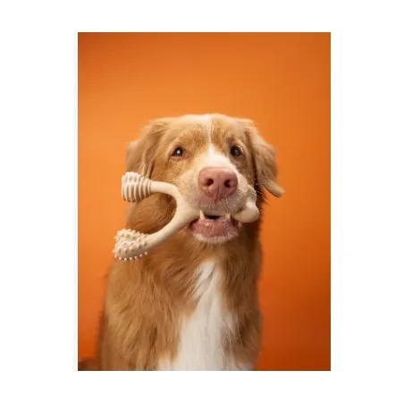 betterbone-beef-kosc-do-gryzienia-small-hard