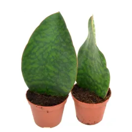 sansevieria-trif-masoniana-victoria-sansewieria-wezownica-masona-20-cm-p8