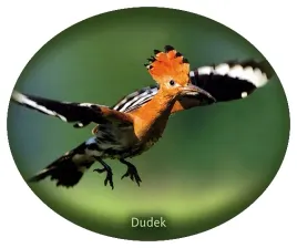 naklejka-dudek-27