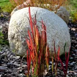 imperata-cylindryczna-red-baron-1l-styl-ogrod-srodziemnomorski-ogrod-wiejski-ogrod-skalny-ogrod-nowoczesny-ogrod-japonski
