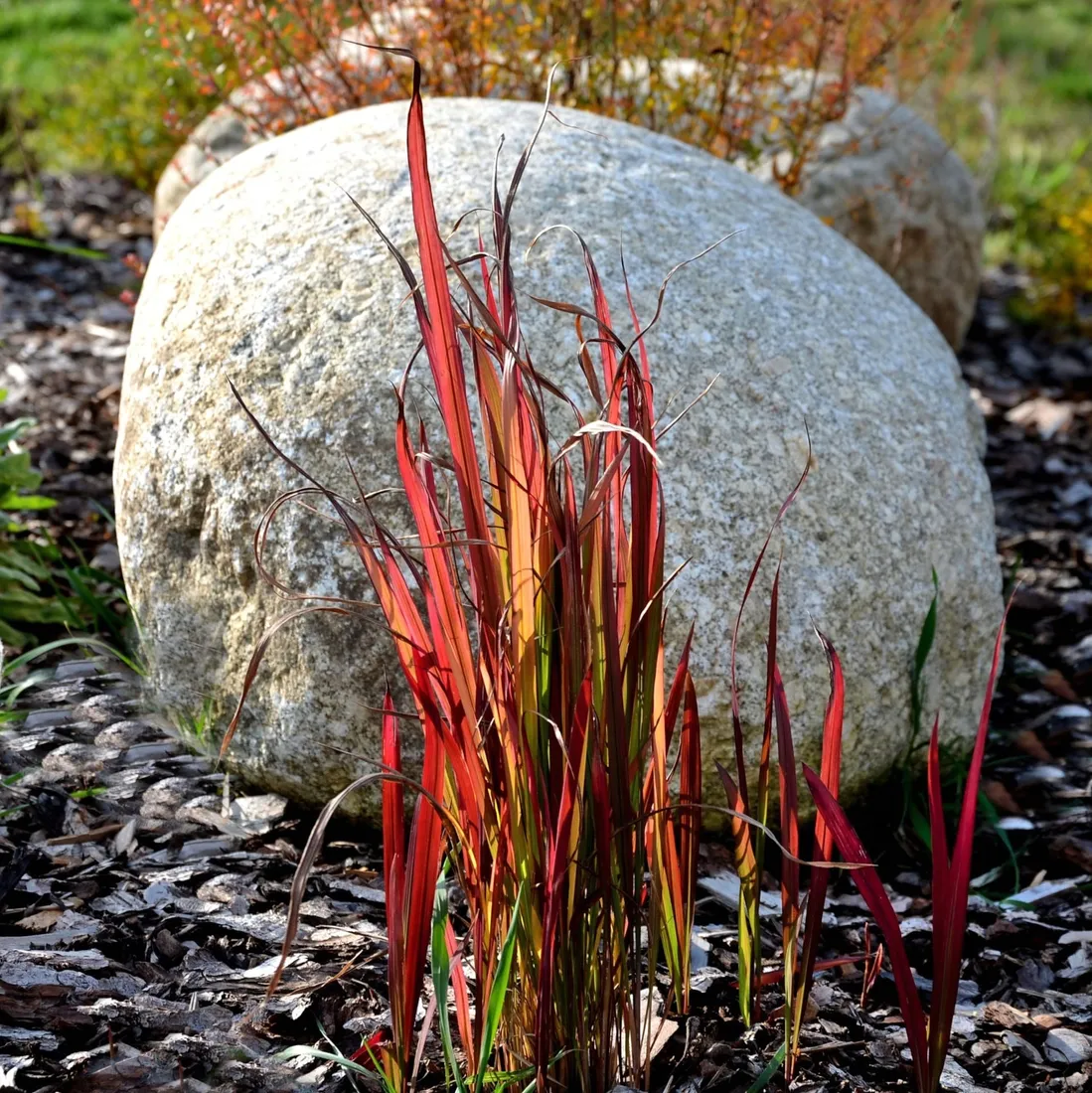 imperata-cylindryczna-red-baron-1l