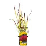 imperata-cylindryczna-red-baron-1l-producent-szkolka-pnaczy-marek-wedrowski