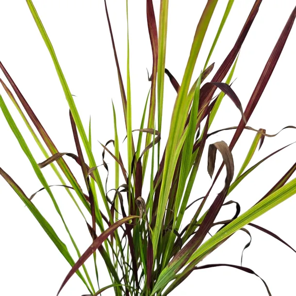 imperata-cylindryczna-red-baron-1l-styl-ogrod-srodziemnomorski-ogrod-wiejski-ogrod-skalny-ogrod-nowoczesny-ogrod-japonski-stan-nowy