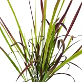 imperata-cylindryczna-red-baron-1l-styl-ogrod-srodziemnomorski-ogrod-wiejski-ogrod-skalny-ogrod-nowoczesny-ogrod-japonski-stan-nowy