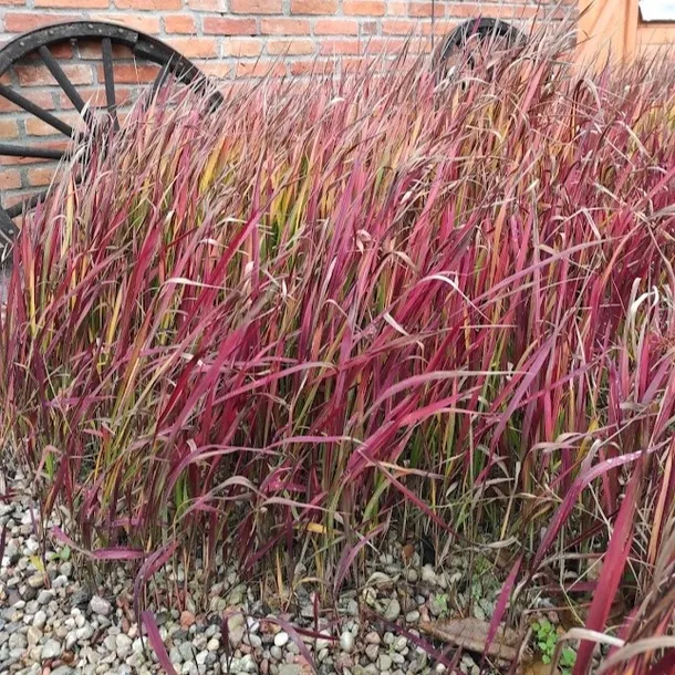 imperata-cylindryczna-red-baron-1l-styl-ogrod-srodziemnomorski-ogrod-wiejski-ogrod-skalny-ogrod-nowoczesny-ogrod-japonski-producent-szkolka-pnaczy-marek-wedrowski
