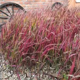 imperata-cylindryczna-red-baron-1l-styl-ogrod-srodziemnomorski-ogrod-wiejski-ogrod-skalny-ogrod-nowoczesny-ogrod-japonski-producent-szkolka-pnaczy-marek-wedrowski