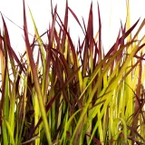 imperata-cylindryczna-red-baron-1l-stan-nowy-styl-ogrod-srodziemnomorski-ogrod-wiejski-ogrod-skalny-ogrod-nowoczesny-ogrod-japonski