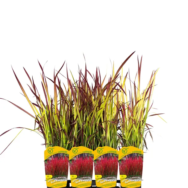 imperata-cylindryczna-red-baron-1l-stan-nowy-producent-szkolka-pnaczy-marek-wedrowski
