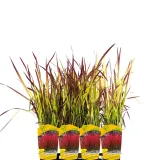 imperata-cylindryczna-red-baron-1l-stan-nowy-producent-szkolka-pnaczy-marek-wedrowski