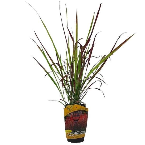 imperata-cylindryczna-red-baron-1l-producent-szkolka-pnaczy-marek-wedrowski-styl-ogrod-srodziemnomorski-ogrod-wiejski-ogrod-skalny-ogrod-nowoczesny-ogrod-japonski