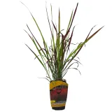 imperata-cylindryczna-red-baron-1l-producent-szkolka-pnaczy-marek-wedrowski-styl-ogrod-srodziemnomorski-ogrod-wiejski-ogrod-skalny-ogrod-nowoczesny-ogrod-japonski