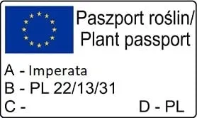 imperata-cylindryczna-red-baron-1l-producent-szkolka-pnaczy-marek-wedrowski-stan-nowy
