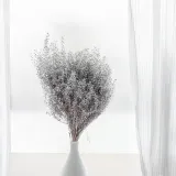 lepidium-suszone-lepidium-sativum-srebrne-marka-enchanted