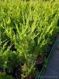 jalowiec-spartan-odporny-na-susze-i-szybko-rosnacy