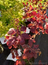 perukowiec-velvet-cloak-o-wspanialych-perukach