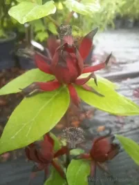 kielichowiec-wonny-sadzonka-aromat-rabaty-krzew