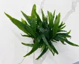 microsorium-pteropus-na-lawie