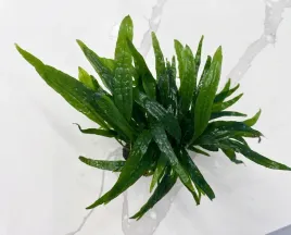 microsorium-pteropus-na-lawie