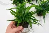 microsorium-pteropus-na-lawie-rodzaj-inny