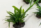 microsorium-pteropus-na-lawie-kod-producenta-1234